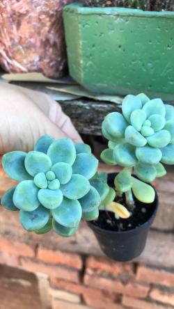 Perene: Sedum Paseo